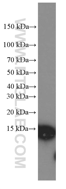 Western Blot (WB) analysis of MCF-7 cells using CISD2-Specific Monoclonal antibody (66082-1-Ig)