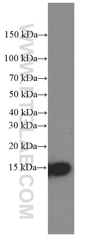 Western Blot (WB) analysis of ROS1728 cells using CISD2-Specific Monoclonal antibody (66082-1-Ig)