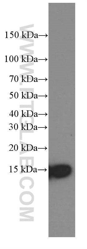 WB analysis of ROS1728 using 66082-1-Ig