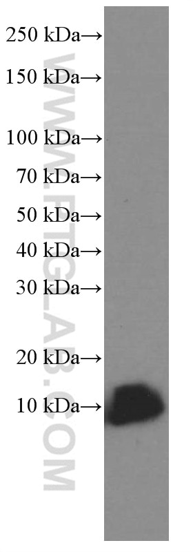 Western Blot (WB) analysis of RAW 264.7 cells using CISD2-Specific Monoclonal antibody (66082-1-Ig)