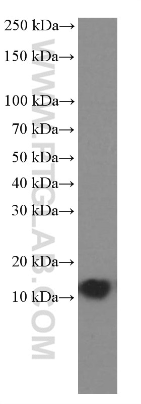 Western Blot (WB) analysis of zebrafish tissue using CISD2-Specific Monoclonal antibody (66082-1-Ig)