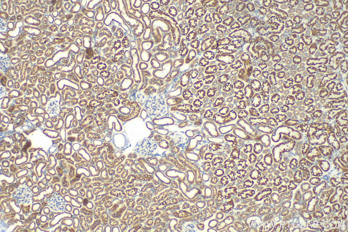 Immunohistochemistry (IHC) staining of mouse kidney tissue using CISD2 Recombinant antibody (82802-10-RR)