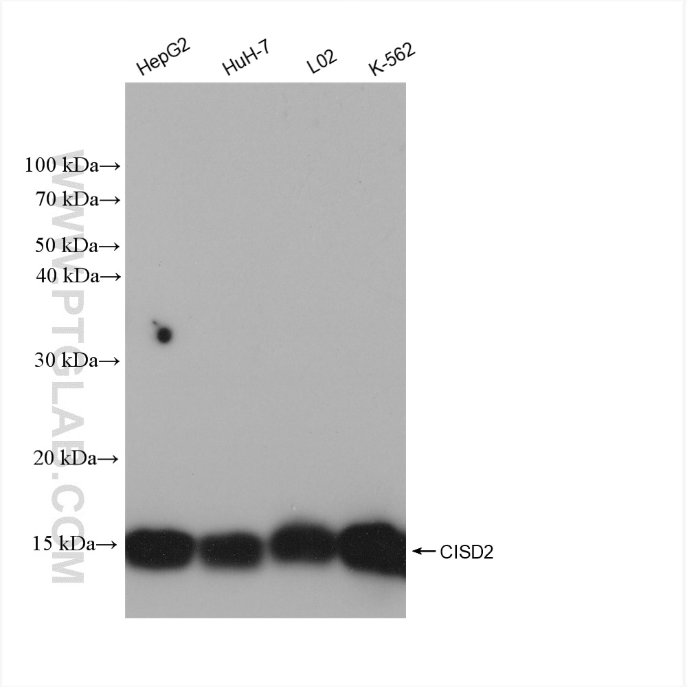 Western Blot (WB) analysis of various lysates using CISD2 Recombinant antibody (82802-10-RR)