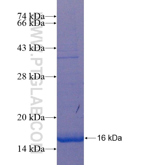 CISD2 fusion protein Ag18759 SDS-PAGE