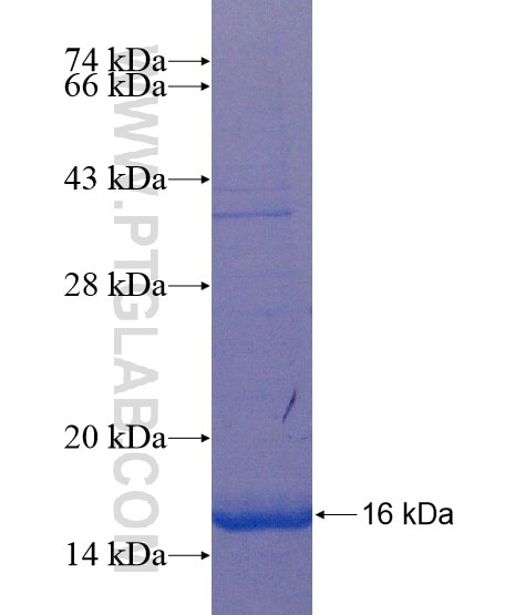 CISD2 fusion protein Ag18759 SDS-PAGE