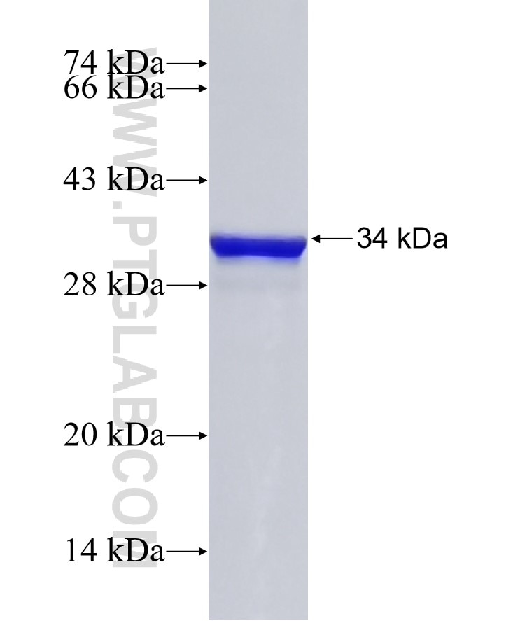 CISD2 fusion protein Ag4172 SDS-PAGE
