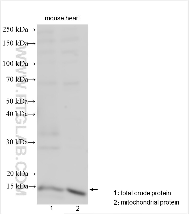 Western Blot (WB) analysis of various lysates using CISD3 Polyclonal antibody (30480-1-AP)