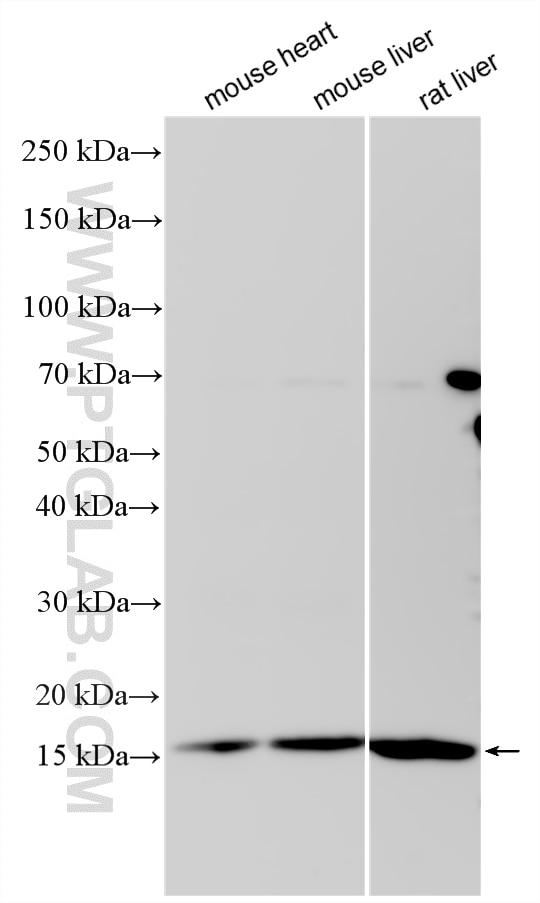 Western Blot (WB) analysis of various lysates using CISD3 Polyclonal antibody (30480-1-AP)