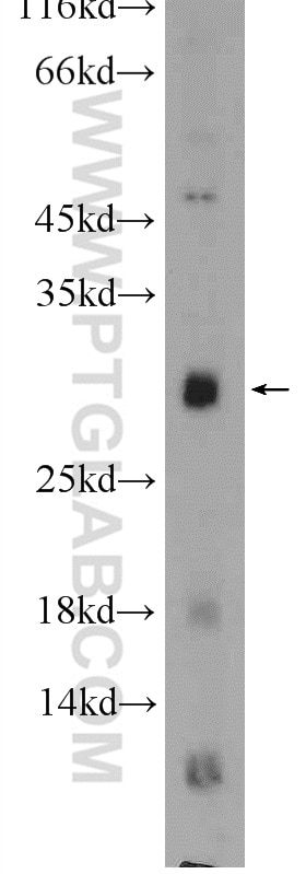 Western Blot (WB) analysis of HepG2 cells using CISH Polyclonal antibody (13603-1-AP)