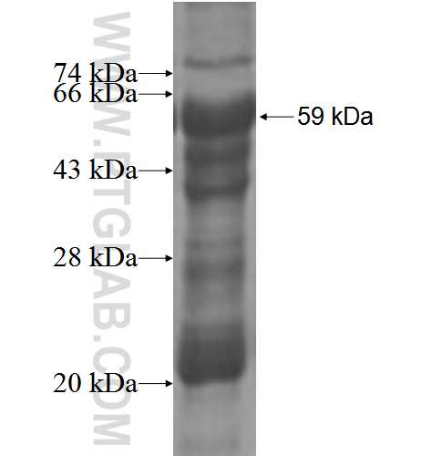 CISH fusion protein Ag4038 SDS-PAGE