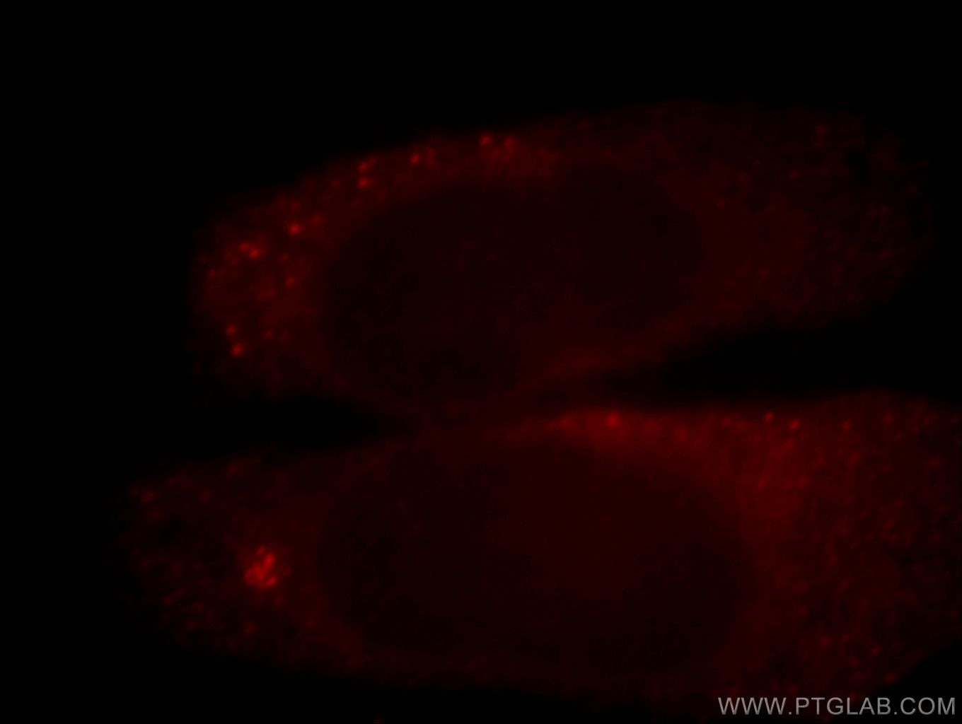 Immunofluorescence (IF) / fluorescent staining of HepG2 cells using CIT Polyclonal antibody (20033-1-AP)