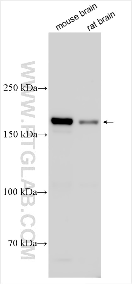 Western Blot (WB) analysis of various lysates using CIT Polyclonal antibody (20033-1-AP)