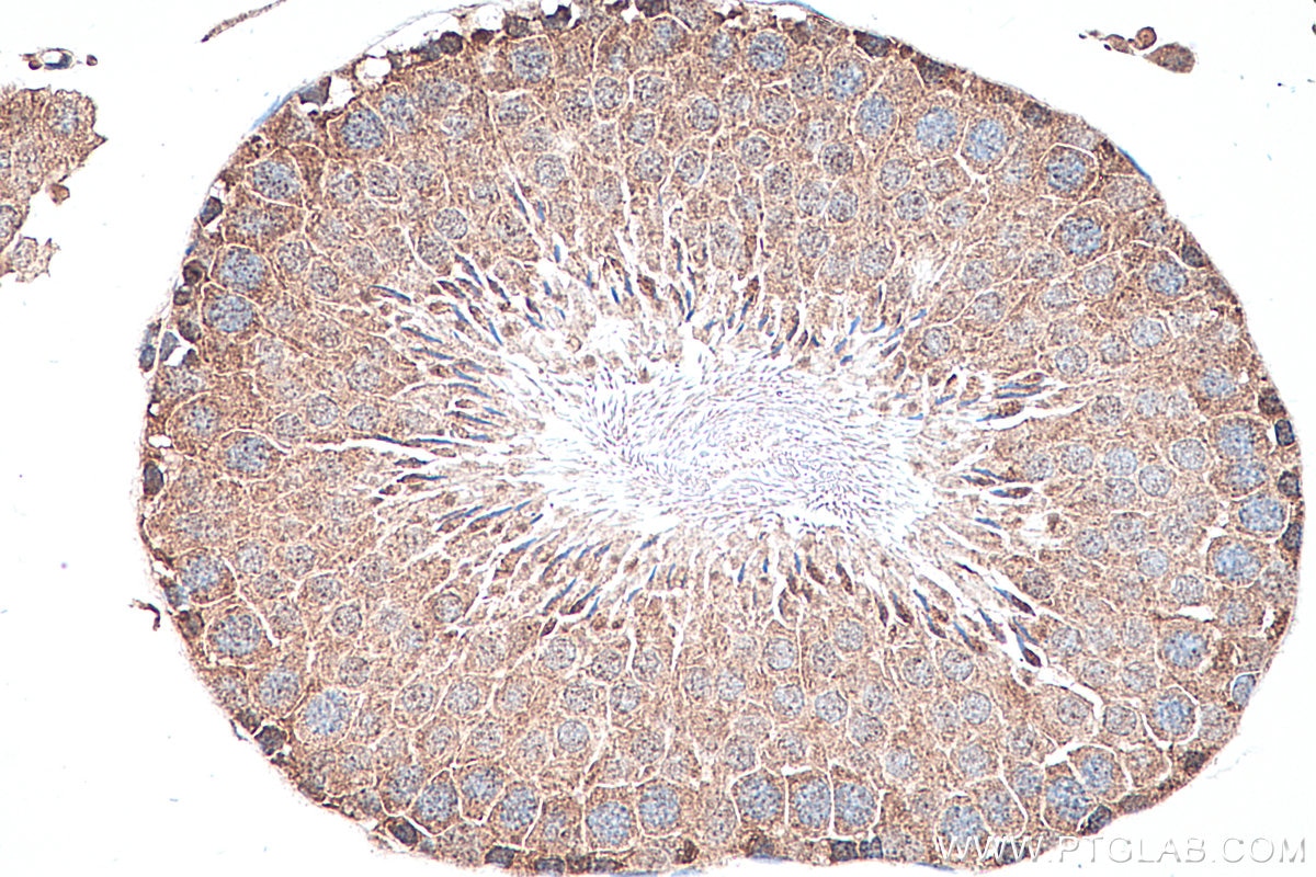 Immunohistochemistry (IHC) staining of rat testis tissue using CITED1 Polyclonal antibody (26999-1-AP)