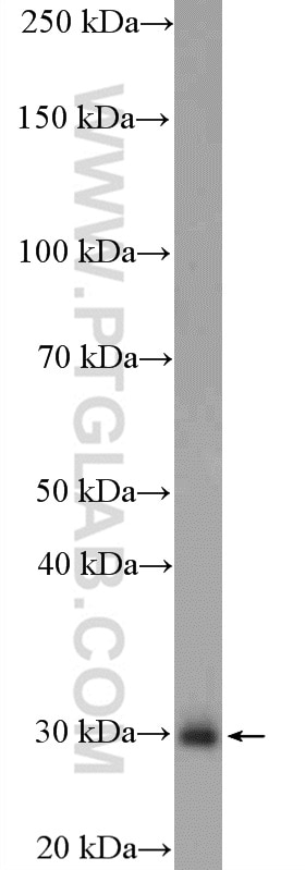 Western Blot (WB) analysis of A375 cells using CITED1 Polyclonal antibody (26999-1-AP)