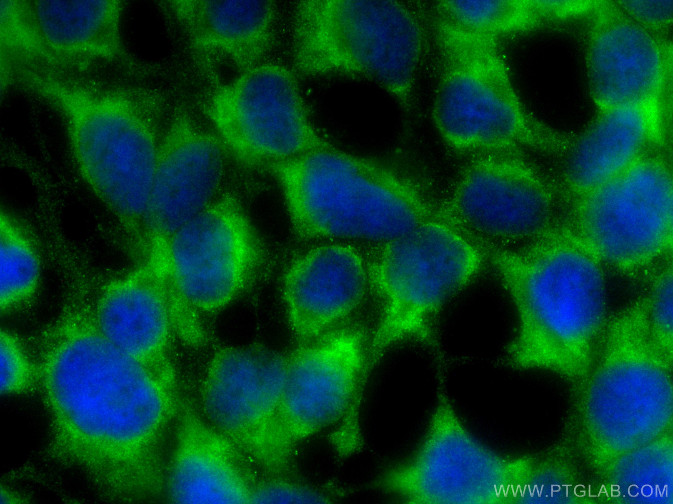 Immunofluorescence (IF) / fluorescent staining of HEK-293 cells using CoraLite® Plus 488-conjugated CITED1 Polyclonal an (CL488-26999)