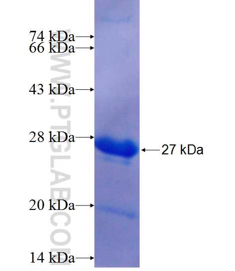 CITED1 fusion protein Ag24633 SDS-PAGE