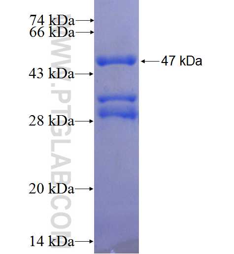 CITED1 fusion protein Ag24643 SDS-PAGE