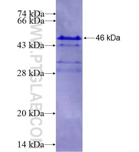 CITED1 fusion protein Ag0745 SDS-PAGE