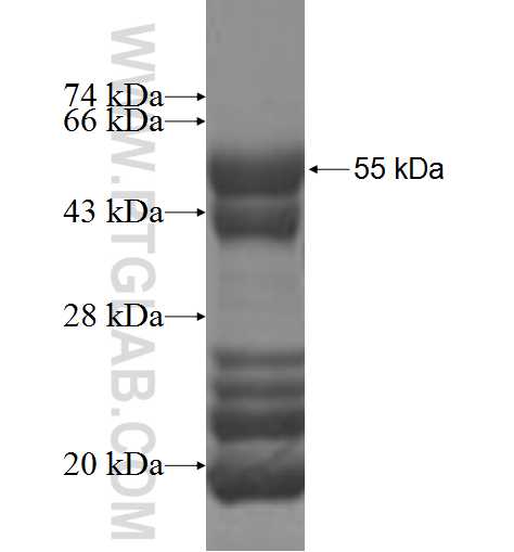 CITED2 fusion protein Ag7078 SDS-PAGE