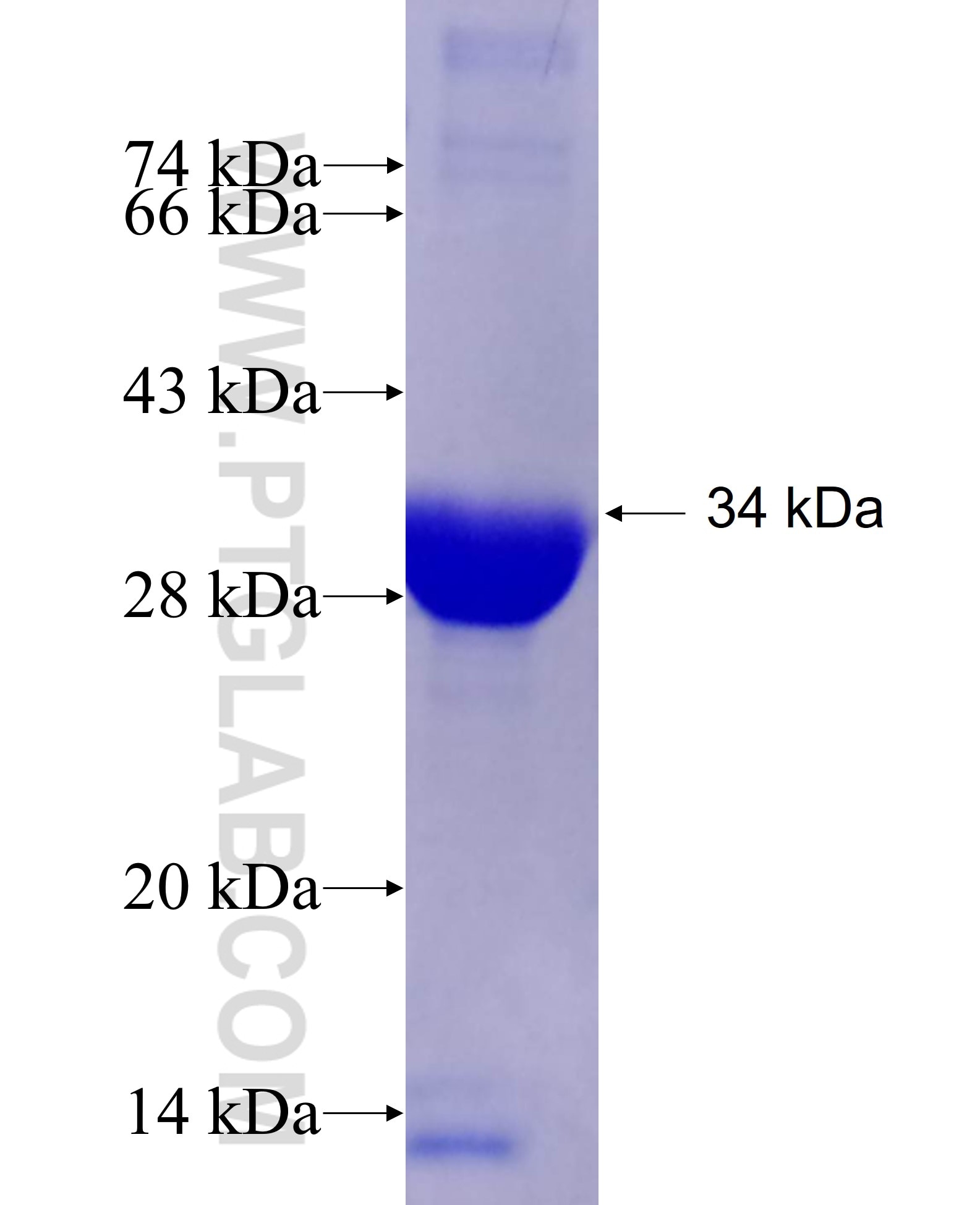 CITED2 fusion protein Ag7244 SDS-PAGE