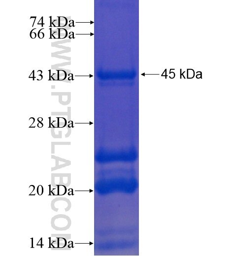 CIZ1 fusion protein Ag13058 SDS-PAGE