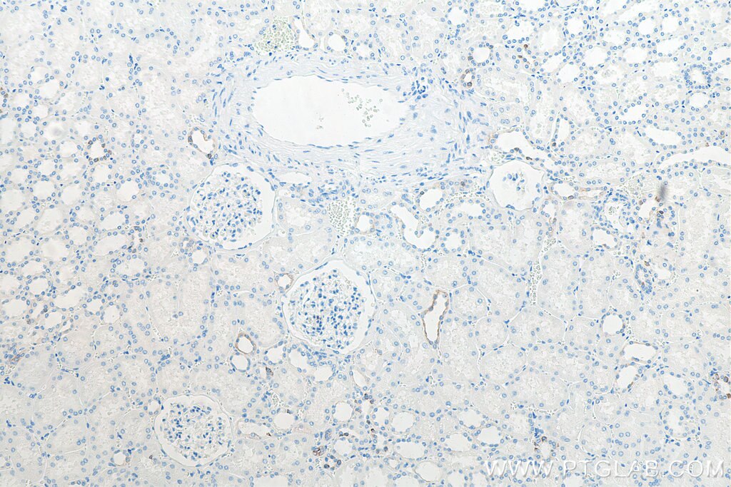 IHC staining of human kidney using 66483-1-Ig