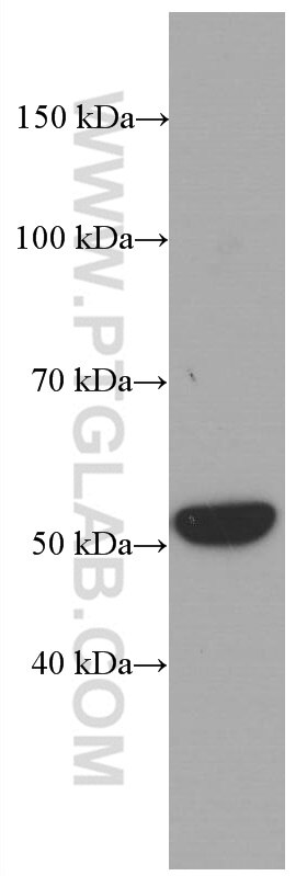 WB analysis of PC-3 using 66483-1-Ig