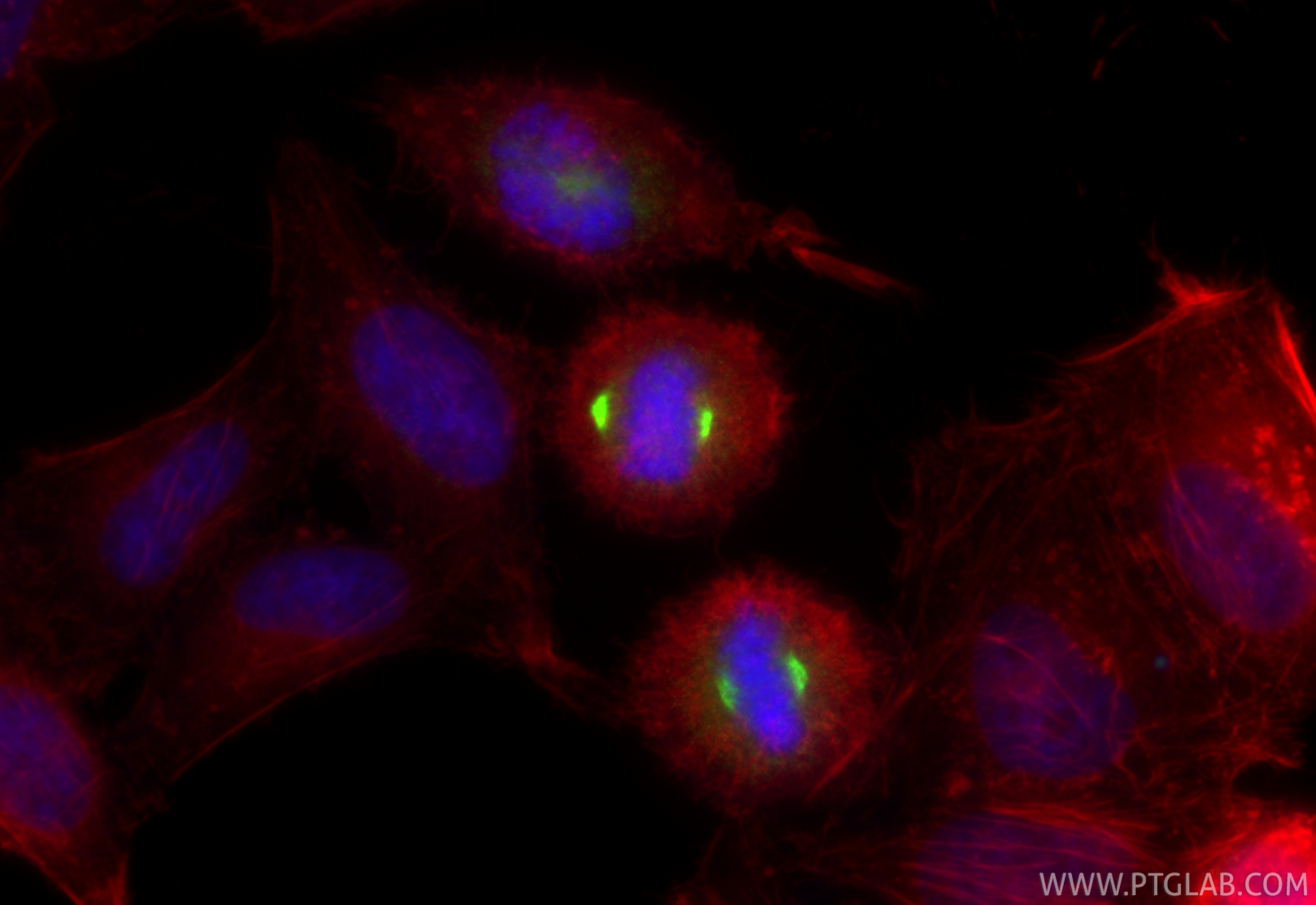 Immunofluorescence (IF) / fluorescent staining of HepG2 cells using CKAP2L Polyclonal antibody (17143-1-AP)