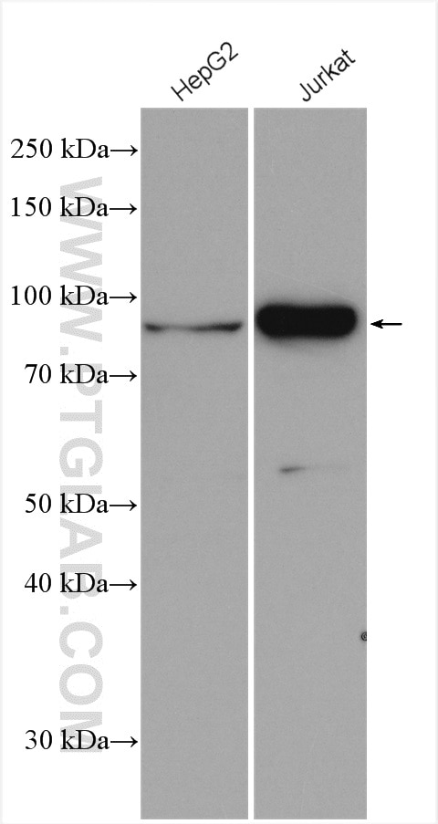 Western Blot (WB) analysis of various lysates using CKAP2L Polyclonal antibody (17143-1-AP)