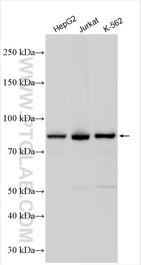 Western Blot (WB) analysis of various lysates using CKAP2L Polyclonal antibody (17143-1-AP)