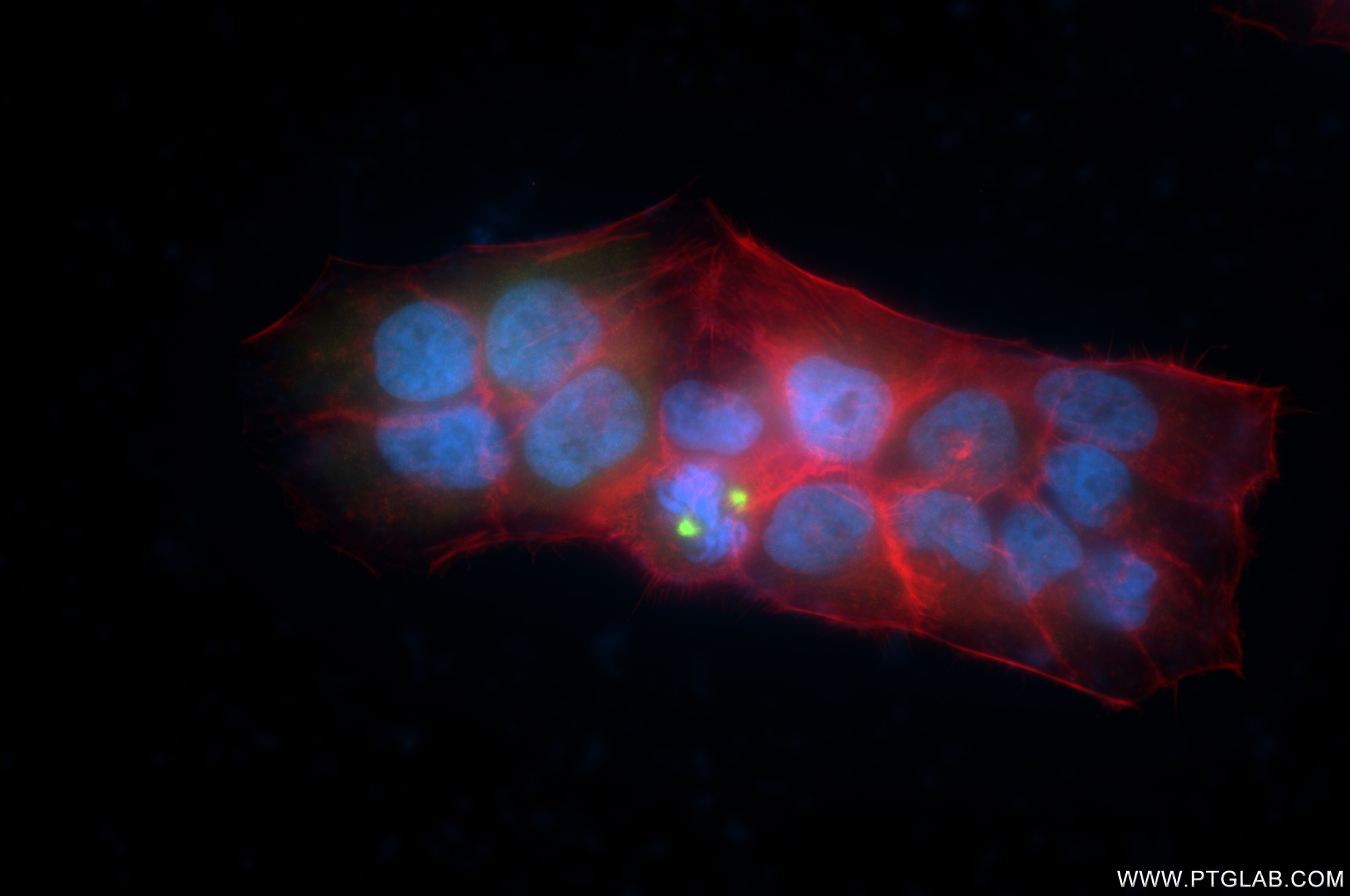 Immunofluorescence (IF) / fluorescent staining of HepG2 cells using CKAP2L Recombinant antibody (86247-1-RR)