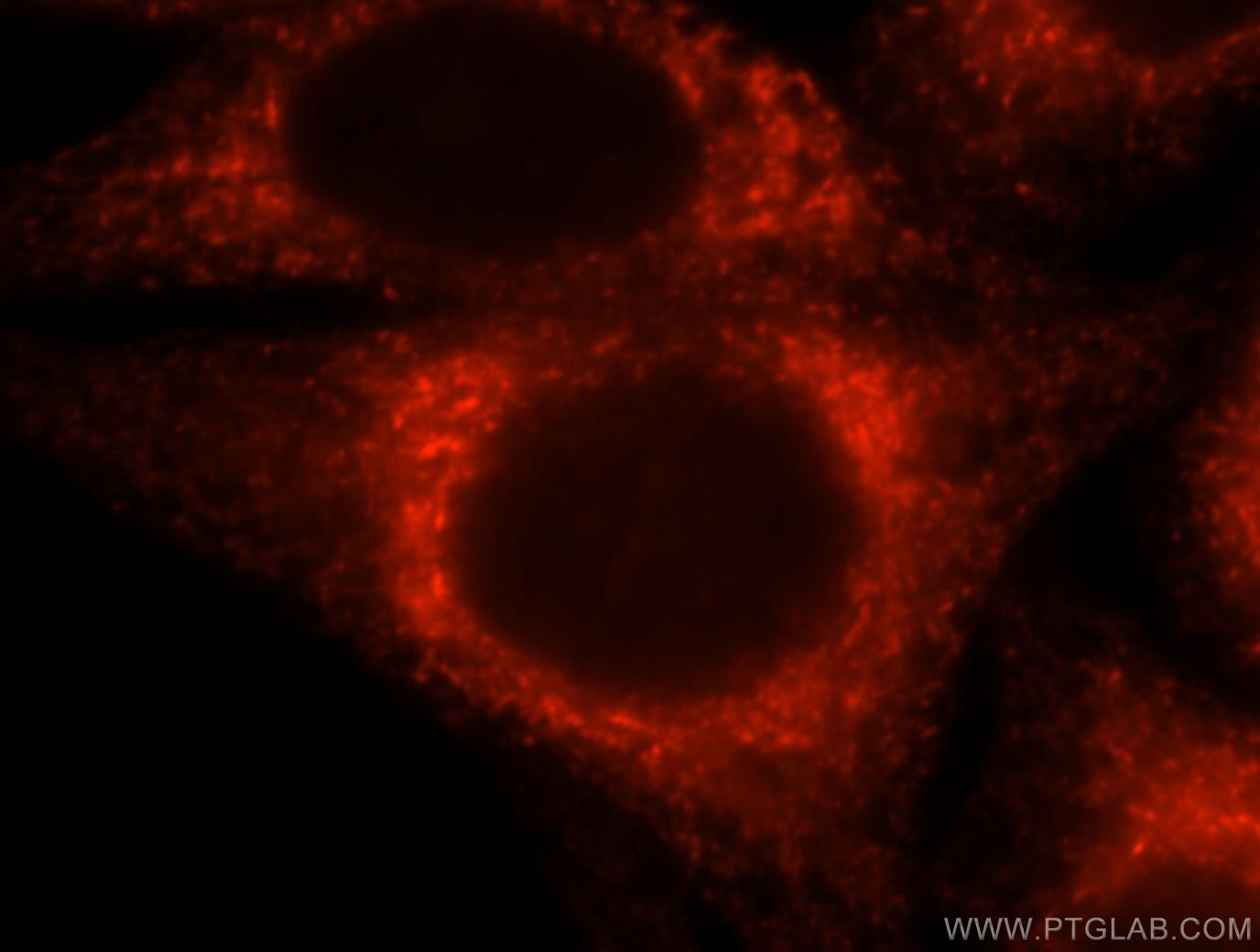 IF Staining of HepG2 using 16686-1-AP