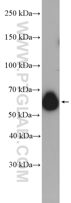 Western Blot (WB) analysis of HepG2 cells using CKAP4 Polyclonal antibody (16686-1-AP)