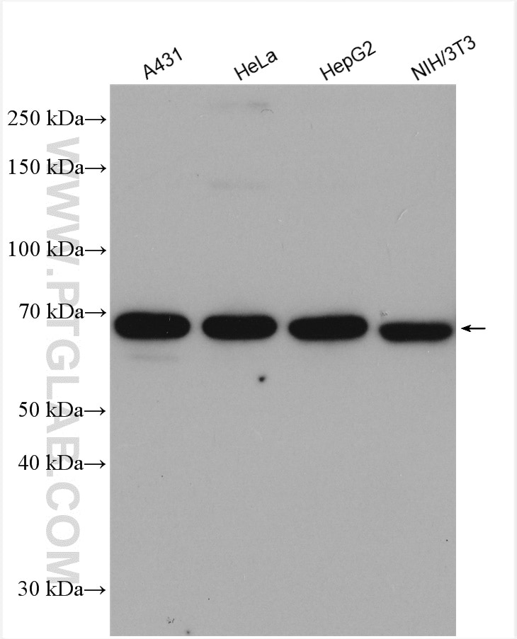 Western Blot (WB) analysis of various lysates using CKAP4 Polyclonal antibody (16686-1-AP)