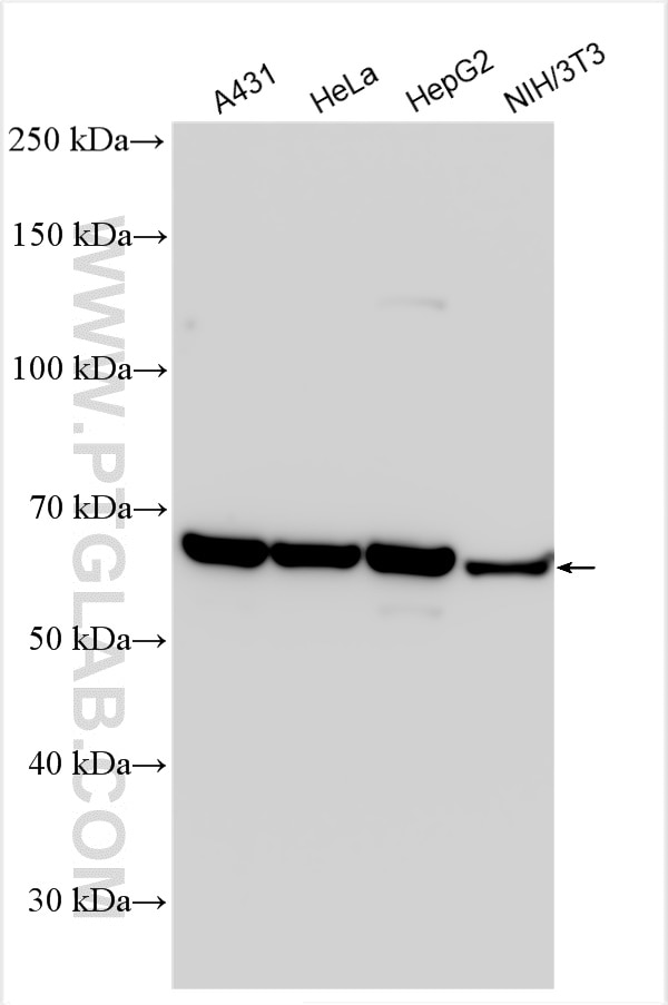 Western Blot (WB) analysis of various lysates using CKAP4 Polyclonal antibody (16686-1-AP)