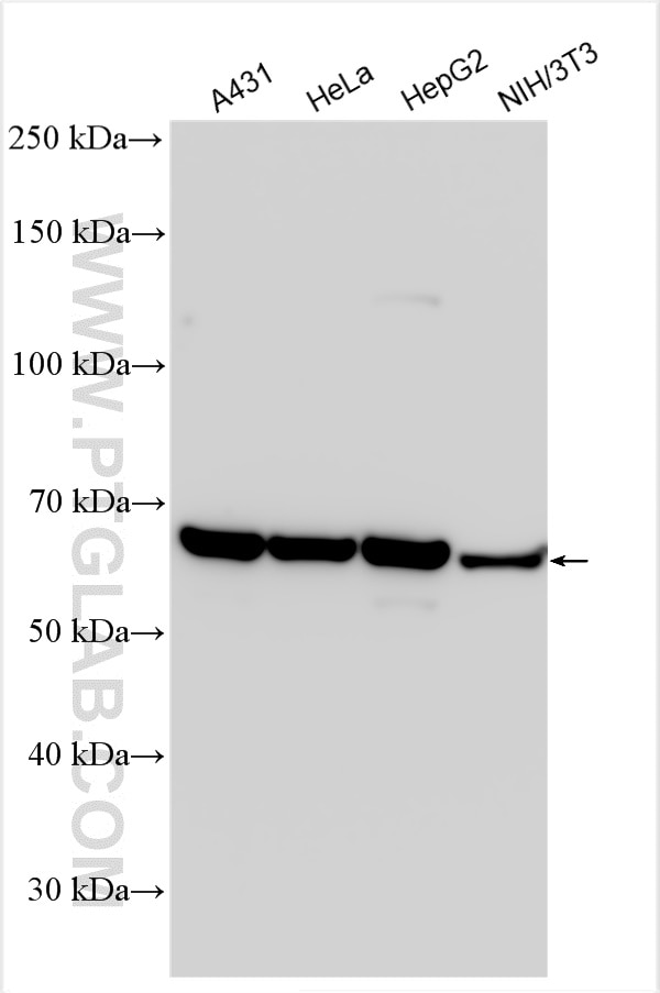 WB analysis using 16686-1-AP