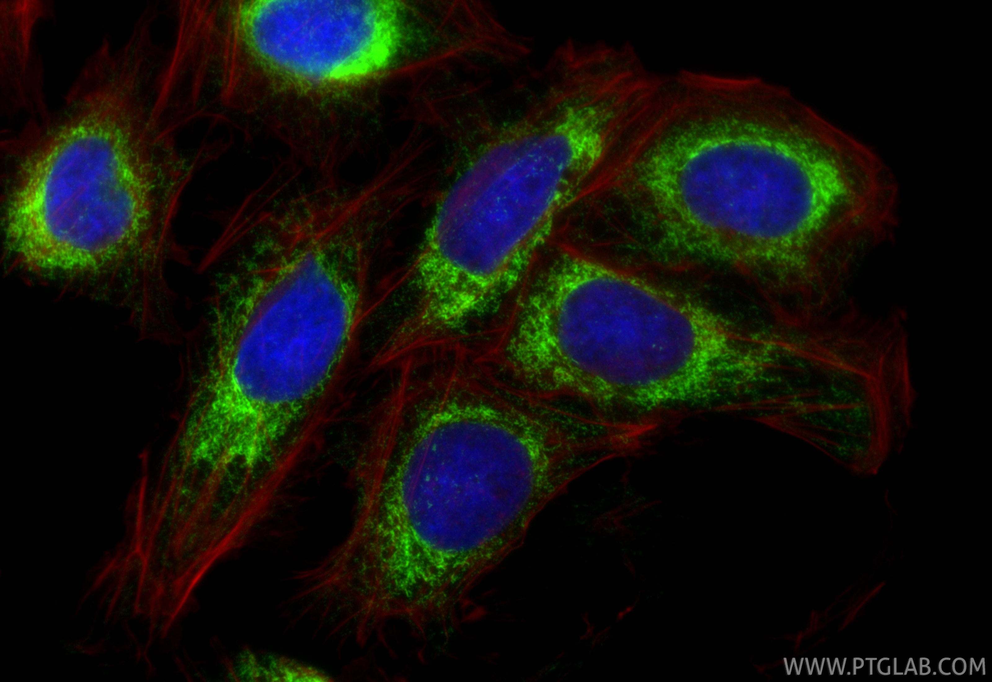 Immunofluorescence (IF) / fluorescent staining of U2OS cells using CKAP4 Recombinant antibody (84485-4-RR)