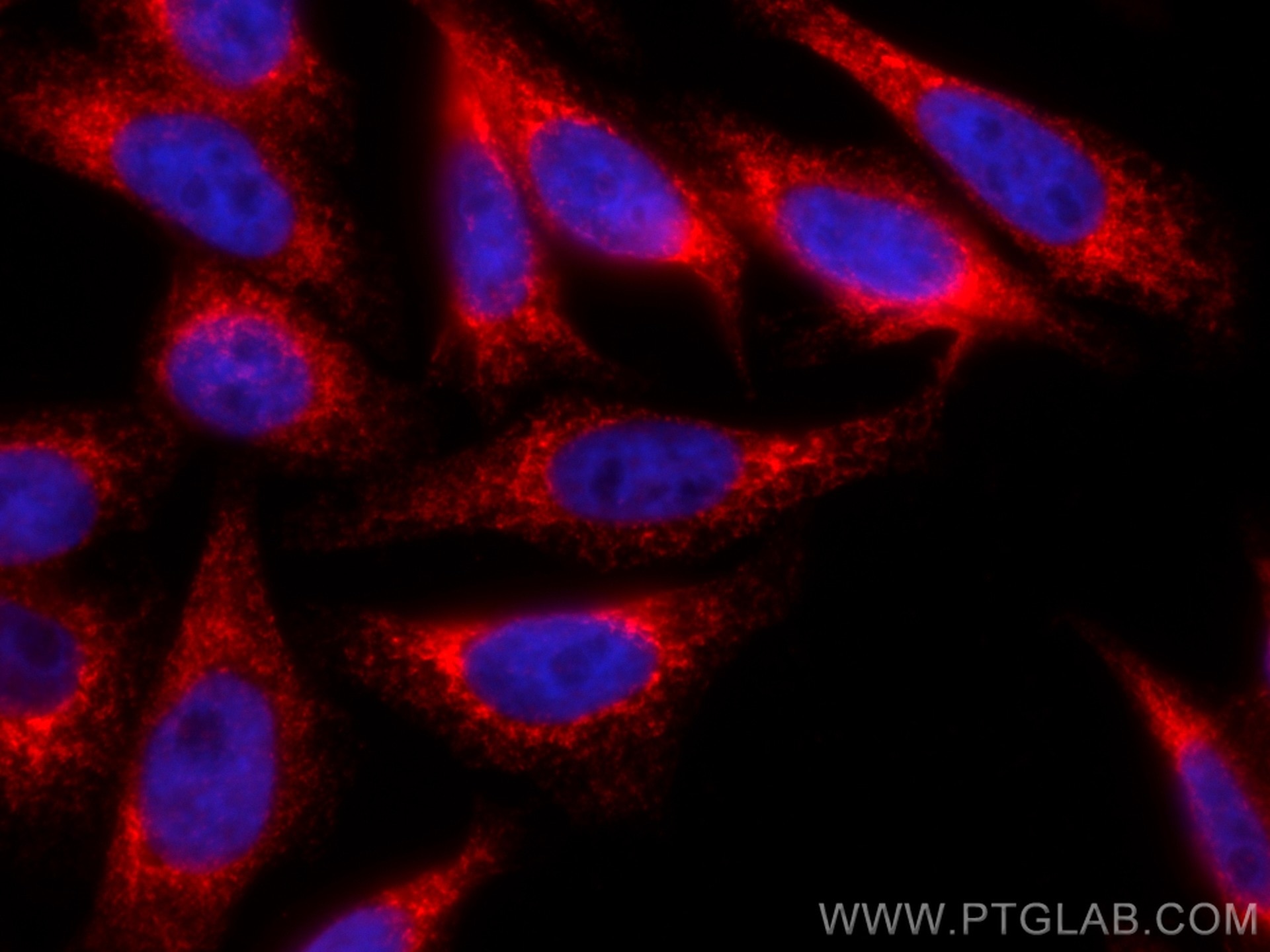 Immunofluorescence (IF) / fluorescent staining of HepG2 cells using CoraLite®594-conjugated CKAP4 Polyclonal antibody (CL594-16686)