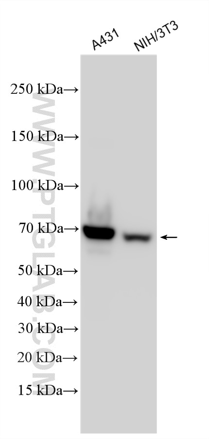 WB analysis using RMX00054 Western Blot (WB) analysis of various lysates using Multi-rAb® CKAP4 Multi-Recombinant antibody (RMX00054)