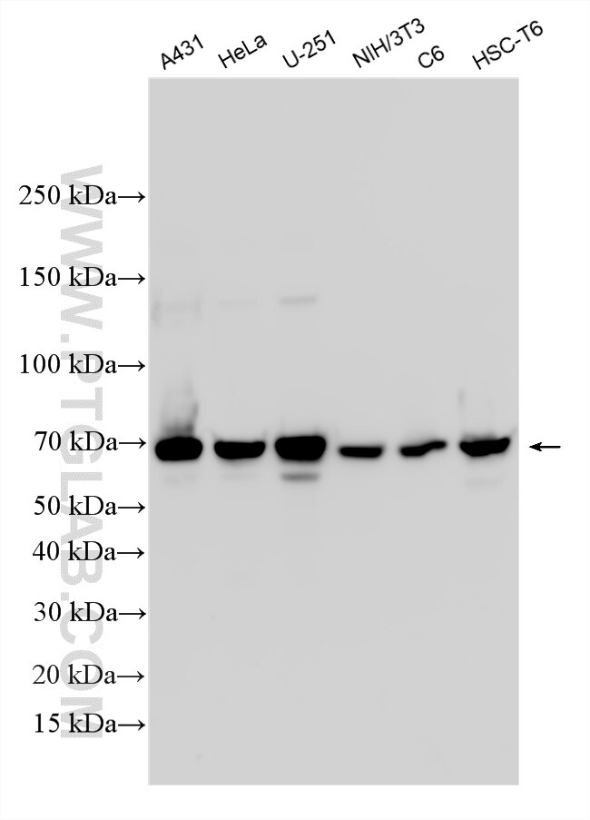 WB analysis using RMX00054 Western Blot (WB) analysis of various lysates using Multi-rAb® CKAP4 Multi-Recombinant antibody (RMX00054)