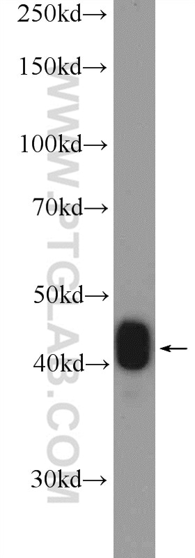 Western Blot (WB) analysis of mouse colon tissue using CKB/CKM Polyclonal antibody (15137-1-AP)
