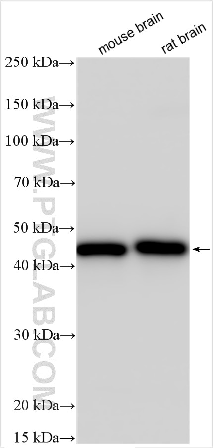 Western Blot (WB) analysis of various lysates using CKB/CKM Polyclonal antibody (15137-1-AP)