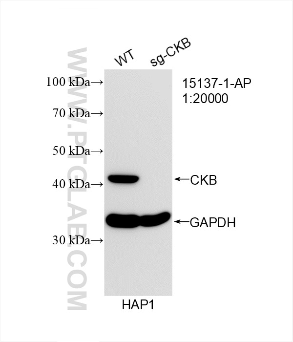 Western Blot (WB) analysis of HAP1 cells using CKB/CKM Polyclonal antibody (15137-1-AP)