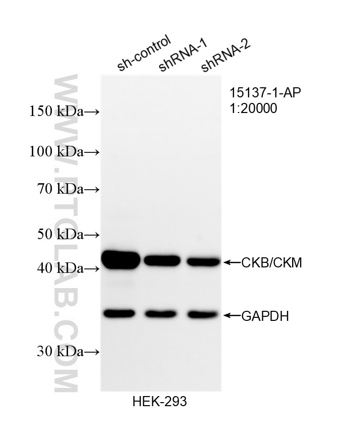 WB result of CKB/CKM antibody (15137-1-AP; 1:20000; incubated at room temperature for 1.5 hours) with sh-Control and sh-CKB/CKM transfected HEK-293 cells. Western Blot (WB) analysis of HEK-293 cells using CKB/CKM Polyclonal antibody (15137-1-AP)