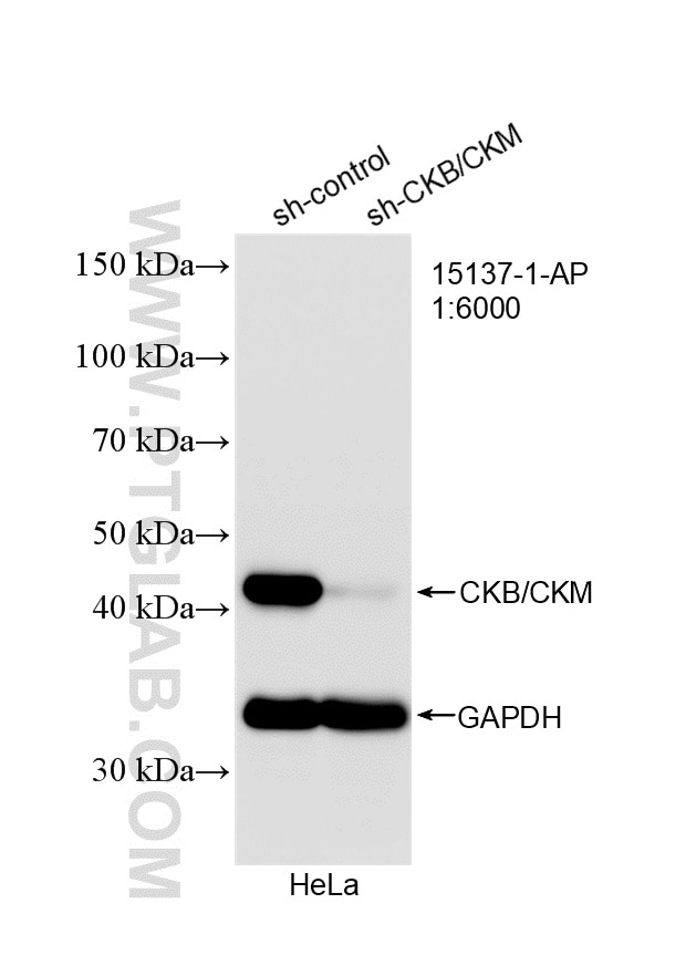 WB analysis of HeLa using 15137-1-AP Western Blot (WB) analysis of HeLa cells using CKB/CKM Polyclonal antibody (15137-1-AP)