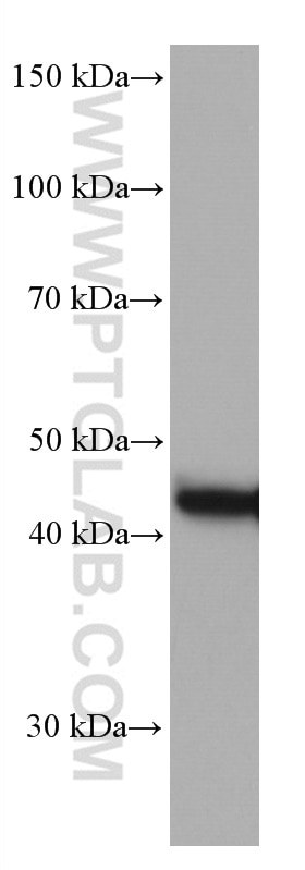 Western Blot (WB) analysis of HeLa cells using CKB Monoclonal antibody (66764-1-Ig)