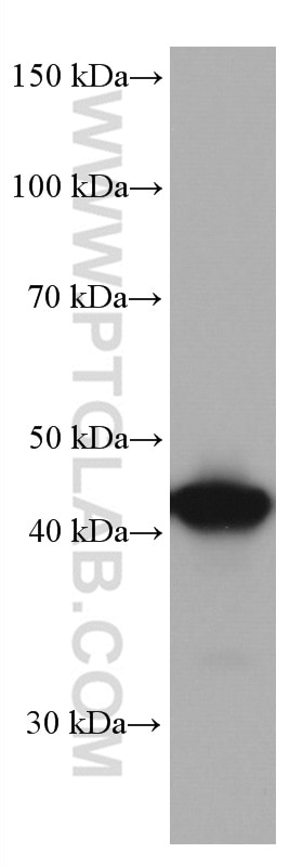 Western Blot (WB) analysis of HEK-293 cells using CKB Monoclonal antibody (66764-1-Ig)