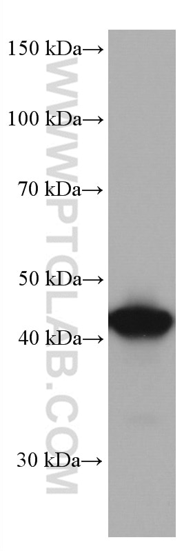 WB analysis of HEK-293 using 66764-1-Ig