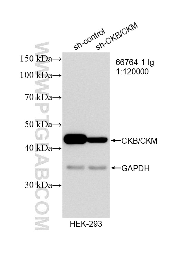 WB result of CKB/CKM antibody (66764-1-Ig; 1:120000; incubated at room temperature for 1.5 hours) with sh-Control and sh-CKB/CKM transfected HEK-293 cells. Western Blot (WB) analysis of HEK-293 cells using CKB/CKM Monoclonal antibody (66764-1-Ig)