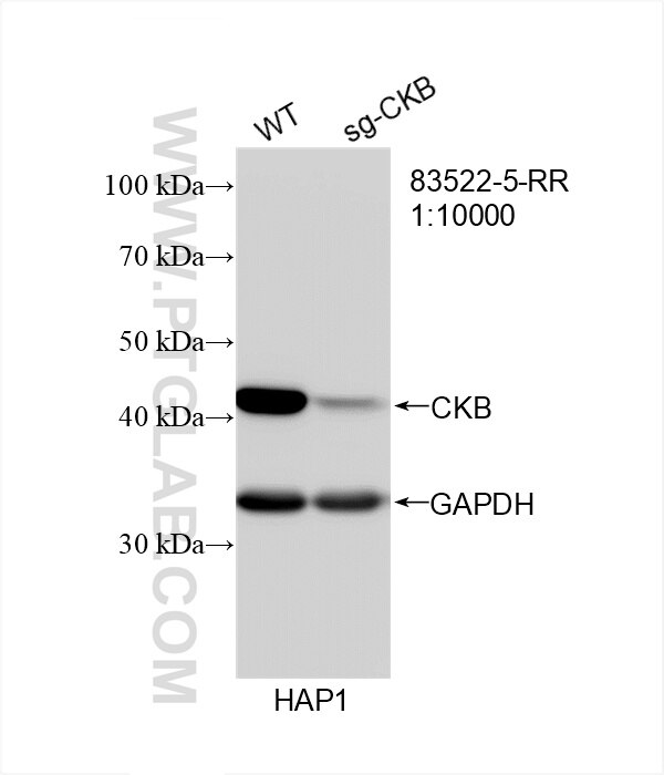 Western Blot (WB) analysis of HAP1 cells using CKB Recombinant antibody (83522-5-RR)